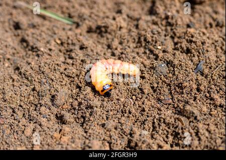 Cossus cossus Raupe eines Holzwurms riechend oder Weide Insektenpest auf dem Boden Stockfoto