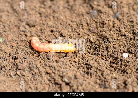 Cossus cossus Raupe eines Holzwurms riechend oder Weide Insektenpest auf dem Boden Stockfoto