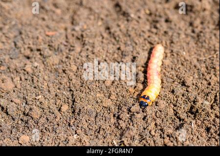 Cossus cossus Raupe eines Holzwurms riechend oder Weide Insektenpest auf dem Boden Stockfoto