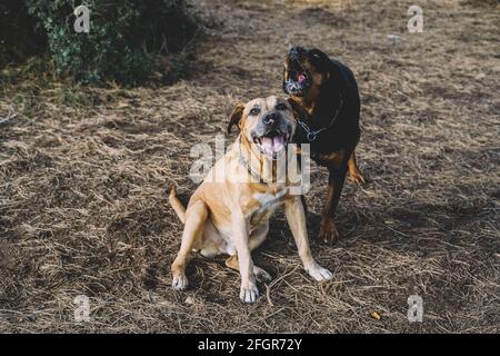 Ein Paar Hunde, ein Rottweiler und eine uruguayische cimarron-Rasse bereiten sich auf die Jagd im Wald vor Stockfoto