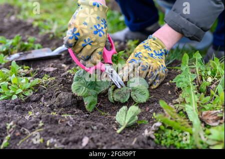 Frühjahrsschnitt und Jäten von Erdbeersträuchern. Frauenhand in Gartenhandschuhen Unkraut jäten und Erdbeerblätter mit einer Schere schneiden. Weiter arbeiten Stockfoto