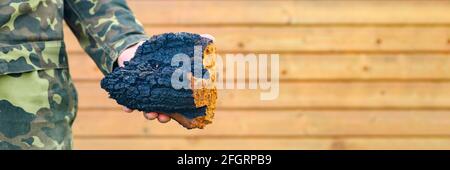 Männerhände halten Chaga Pilz rohen Birkenpilz. Banner. Platz für Text Stockfoto