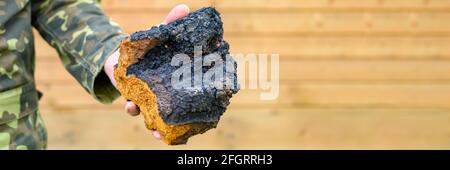 Männerhände halten Chaga Pilz rohen Birkenpilz. Banner. Platz für Text Stockfoto