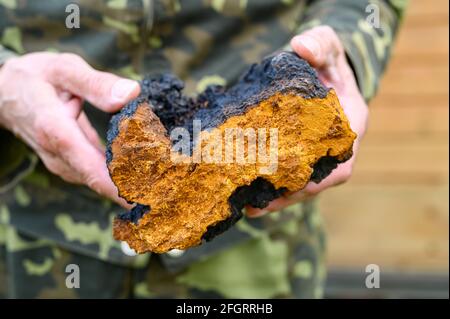 Die Hände der Männer halten den Chaga-Pilz, den rohen Birkenpilz Stockfoto