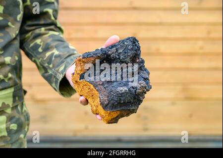 Die Hände der Männer halten den Chaga-Pilz, den rohen Birkenpilz Stockfoto