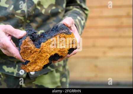 Die Hände der Männer halten den Chaga-Pilz, den rohen Birkenpilz Stockfoto