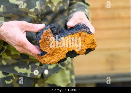 Die Hände der Männer halten den Chaga-Pilz, den rohen Birkenpilz Stockfoto