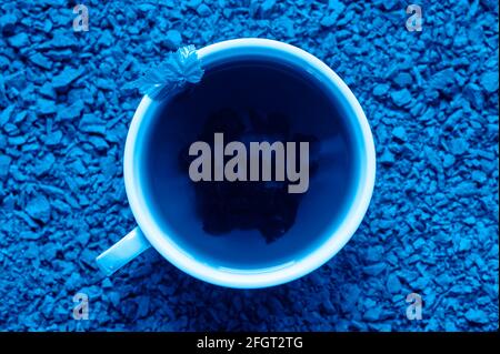 Chaga-Pilztee. Eine Tasse gebrühter Tee aus Birkenpilz-Chaga auf einem Haufen kleiner Bruchstücke. Getönte klassische blaue Farbe Stockfoto