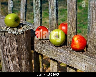 Rote und grüne Äpfel liegen auf Brettern aus Holzzaun. Stockfoto