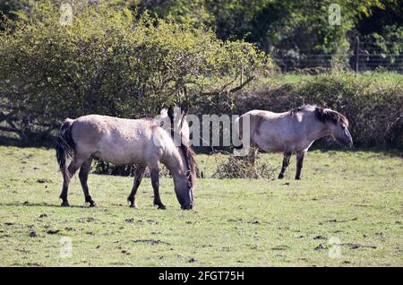 Konik Horses, Equus ferus caballus, ein Halbferalpferd aus Polen; gesehen im Kingfisher Bridge Nature Reserve, Wicken, Cambridgeshire UK Stockfoto