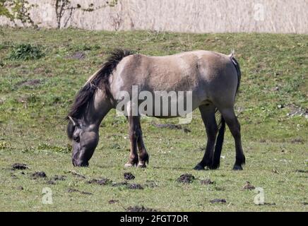 Konik Horse, Equus ferus caballus, ein halbwildes Pferd mit Ursprung in Polen; gesehen im Kingfisher Bridge Nature Reserve, Wicken, Cambridgeshire UK Stockfoto