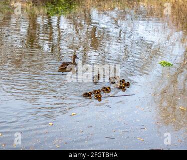 Willington. Derbyshire, Großbritannien, April 23,2021: Eine weibliche Mallard-Ente und ihre Familie von Entlein auf dem Trent und Mersey Canal. Stockfoto