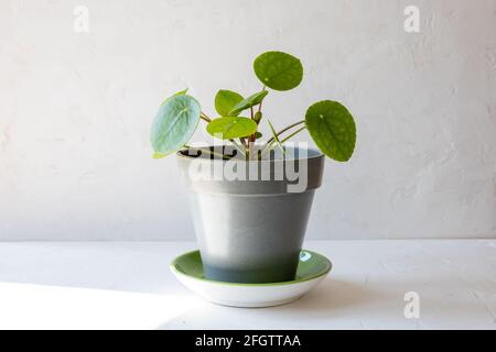 Kleine pilea- oder UFO-Pflanze in einem grauen Topf auf einer grünen Schale vor einer weißen Wand. Stockfoto