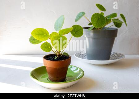 Zwei kleine pilea- oder chinesische Geldpflanzen in einem kleinen Terrakottatopf und einem grauen Topf vor einer weißen Wand. Stockfoto