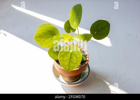 Niedliche kleine pilea oder chinesische Geldpflanze in einem kleinen Terrakottatopf auf einer grünen Schale vor einer weißen Wand. Stockfoto