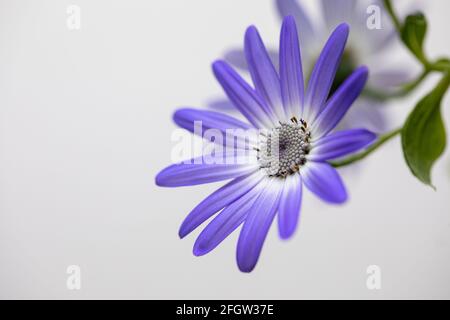 Blaue Senetti Blume auf weißem Hintergrund mit Stiel Stockfoto