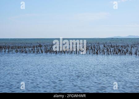 Die Ebbe zeigte Reihen von Muscheln, die auf Mänteln wuchsen, die an einem Pol im Meer befestigt sind. Stockfoto