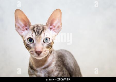 Porträt einer Cornish Rex Rassekatze. Copyspace Stockfoto