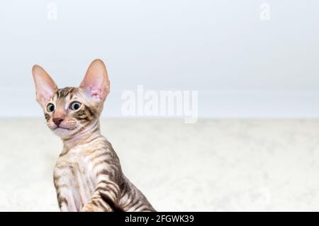 Witzig aussehen Katze. Cornish Rex Rasse. Copyspace Stockfoto