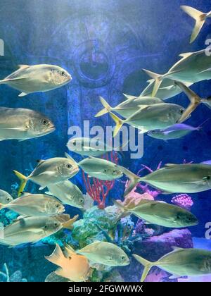Silberfarbener, heller Fisch auf einem farbenfrohen Hintergrund Stockfoto