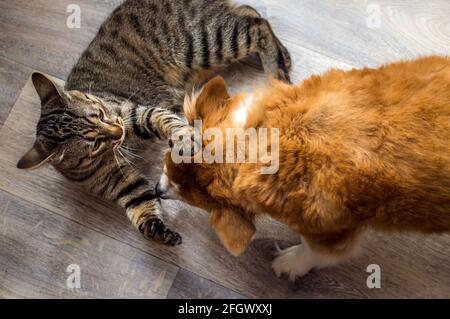 Katze und Hund spielen zusammen auf dem Boden der Wohnung. Stockfoto