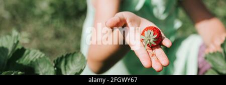 Reife Erdbeeren in der Hand eines Kindermädchen auf Bio-Erdbeerfarm, Erdbeeren pflücken in der Sommersaison, Beeren ernten. Banner Stockfoto