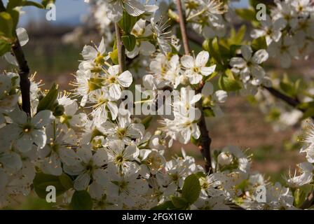 Frühling in Bad Vilbel, Hessen, Deutschland Stockfoto