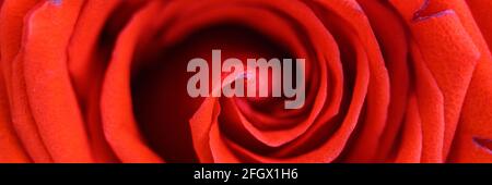 Rote Rosenblüte in voller Blüte herangezoomt. Rosenblüten aus nächster Nähe. Banner Stockfoto
