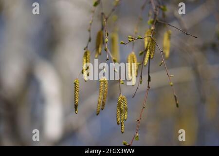 Frische Birkenkätzchen auf Ästen. Stockfoto