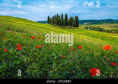 Atemberaubende blühende Felder im Sommer mit gelben Rapsblumen und roten Mohnblumen. Zypressen und landwirtschaftliche Felder in der Toskana, Italien, Europa Stockfoto