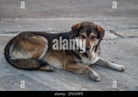 Obdachloser Mischlingshund von grau-brauner Farbe mit weißer Brust und langen Haaren, flauschigem Schwanz und hängenden Ohren liegt auf grauem Bürgersteig der Straße in der Nähe der Straße lo Stockfoto