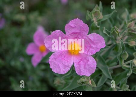 Cistus albidus rosa Blüten mit leuchtend gelben Staubgefäßen und papierartigen, zerknitterten Blütenblättern. Graublättriger Blütenstrauch. Stockfoto