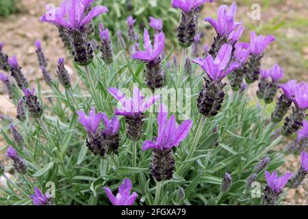 Gekrönt Lavendel oder lavandula stoechas Busch. Französische oder spanische Lavendel blühende Pflanze. Frühling lila Blütenspitzen und silbrige Blätter. Stockfoto