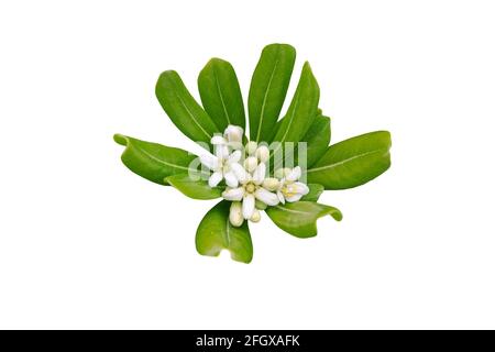 Blüten und Blätter im Mock Orange oder Pittosporum Tobira mit weißem Duft Haufen isoliert auf weiß Stockfoto