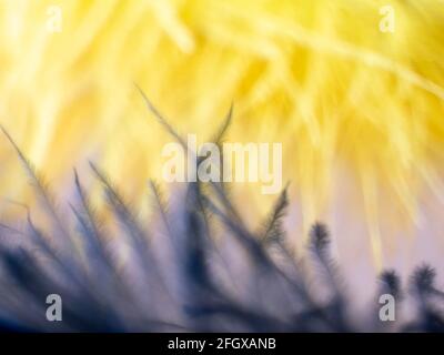 Gelb und dunkelgrau verschwommener Hintergrund. Soth Feathers entkoksten Hintergrund. Stockfoto
