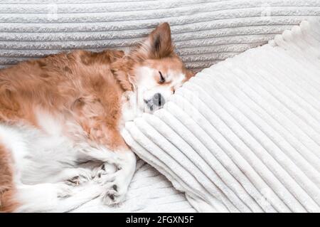 Porträt eines Hundes auf einem Bett Nahaufnahme. Der Hund schläft auf dem Kissen. Stockfoto