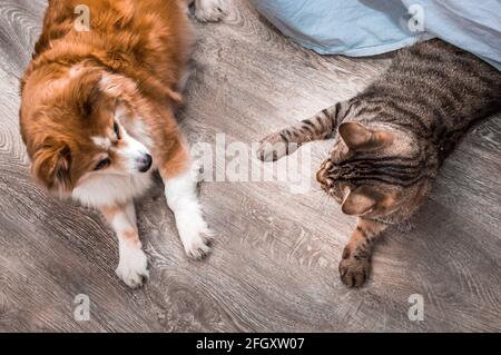 Katze und Hund liegen zusammen auf dem Boden in einer Wohnung. Nahaufnahme Porträt. Stockfoto