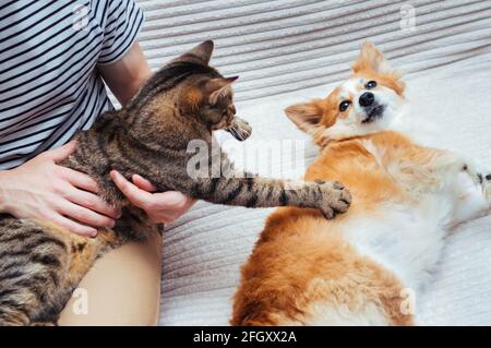 Katze in den Armen eines Mannes spielt mit einem Hund, der neben ihm liegt. Konzept Katze und Hund Stockfoto