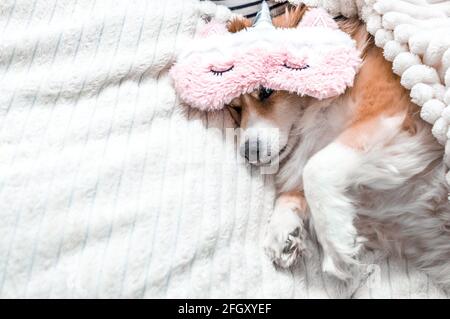 Roter Hund, der in einer rosa Maske auf einem Bett liegt, um zu schlafen. Konzeptmorgen Stockfoto