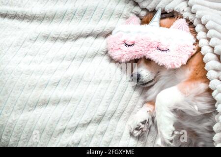 Roter Hund, der in einer rosa Maske auf einem Bett liegt, um zu schlafen. Konzeptmorgen. Konzept-Wochenende. Konzept Urlaub Stockfoto