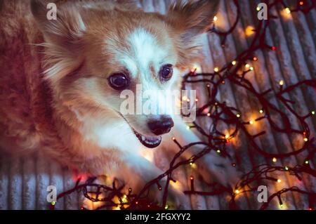 Porträt eines roten Hundes aus der Nähe mit einer Girlande. Neujahrskarte. Neujahr 2019. Weihnachten. Konzept Stockfoto