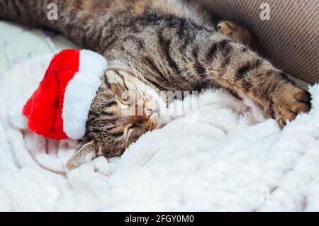 Niedlicher Hund im Weihnachtshut. Konzept Neujahr und Weihnachten. 2019 Stockfoto