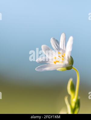 Makroaufnahme einer Rabelerblüte auf hellblauem Hintergrund. Größere Stichwürze. Wildblume in einem spanischen Wald. Stockfoto