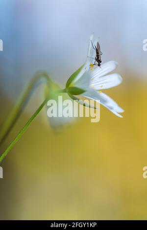 Makroaufnahme der rabeñera-Blume mit einem Insekt. Stichkraut mit einem Insekt. Stockfoto