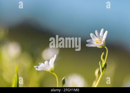 Makroaufnahme einer Rabelerenblüte auf dem Land. Größere Stichwürze. Wildblume in einem spanischen Wald. Stockfoto