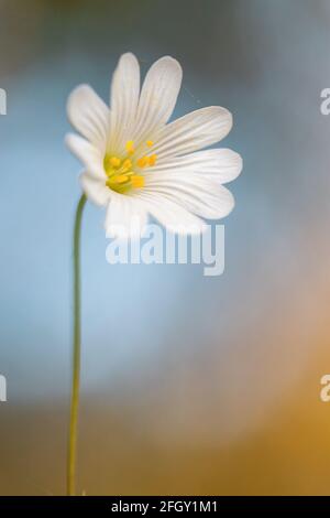 Makroaufnahme einer Rabelerblüte auf hellblauem Hintergrund. Größere Stichwürze. Wildblume in einem spanischen Wald. Stockfoto