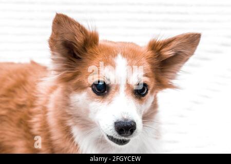 Porträt eines weiß-roten Hundes aus der Nähe. Hund züchtet Corgi Stockfoto