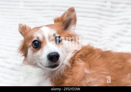 Porträt eines lustigen Hundes. Überraschte Schnauze. Nahaufnahme. Stockfoto