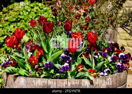 Wunderschöne Darstellung von Tulpen und Stiefmütterchen in einem Fasspflanzer Stockfoto