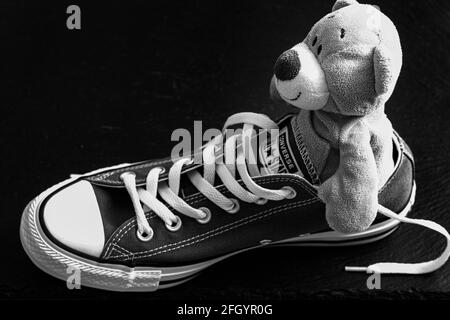 Lviv, Ukraine: 9. April 2021: Plüschbär in grauen Converse All Star Schuhen auf schwarzem Hintergrund Stockfoto